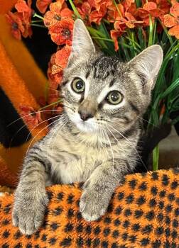 5/27/26 Lucky Charm -  Domestic Short Hair Cat for Adoption in Stillwater, Oklahoma - 5/27/26 Lucky Charm | PetCurious