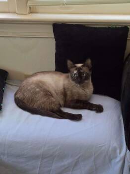 Mama Lulubelle -  Domestic Short Hair and Siamese Cat for Adoption in Virginia Beach, Virginia - Mama Lulubelle | PetCurious