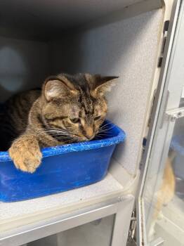 Rescue Domestic Short Hair Cats for Adoption in Greencastle, Indiana - Spicoli | PetCurious