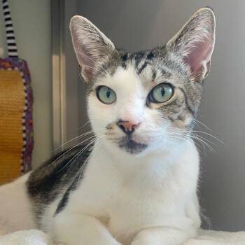 Charles -  Domestic Short Hair Cat for Adoption in Charleston, South Carolina - Charles | PetCurious