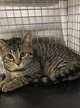 Suki -  Domestic Short Hair Cat for Adoption in Bolton, Ontario - Suki | PetCurious