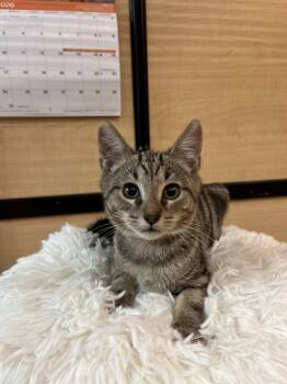 Domestic Short Hair and Bengal Cats Available for Adoption in Scottsdale, Arizona - Nala | PetCurious