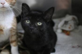 MJ -  Domestic Short Hair Cat for Adoption in Brunswick, Georgia - MJ | PetCurious