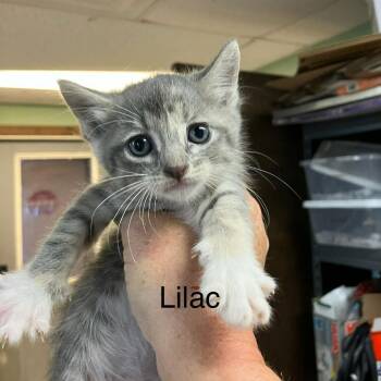 Domestic Short Hair Cats Available for Adoption in Madill, Oklahoma - Lilac | PetCurious