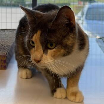 Mama Mia -  Domestic Short Hair Cat for Adoption in League City, Texas - Mama Mia | PetCurious