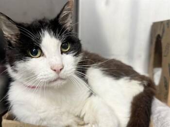 VEGA -  Domestic Short Hair Cat for Adoption in Brentwood, Missouri - VEGA | PetCurious