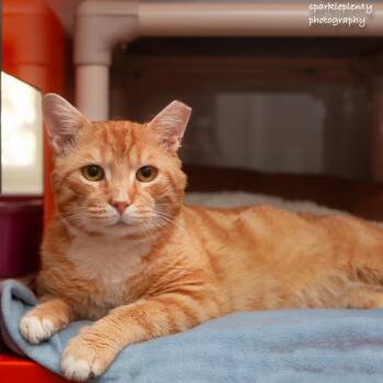 Domestic Short Hair Cats Available for Adoption in Ridgefield, Connecticut - Toulouse | PetCurious