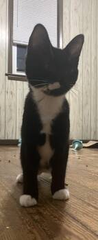 Rescue Domestic Short Hair Cats for Adoption in Hagerstown, Maryland - BOO | PetCurious