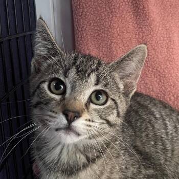 Domestic Short Hair Cats Available for Adoption in Chicago, Illinois - Kelso | PetCurious