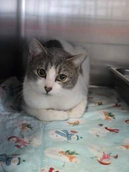 Domestic Short Hair Cats Available for Adoption in Prineville, Oregon - Peonie | PetCurious