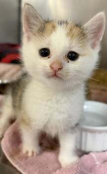 Varya -  Domestic Short Hair Cat for Adoption in West Chester, Pennsylvania - Varya | PetCurious