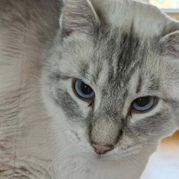 Mr Big Paws -  Extra Toes Cat Hemingway Polydactyl Cat for Adoption in Fayetteville, Arkansas - Mr Big Paws | PetCurious