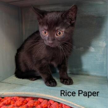 Rice Paper -  Domestic Short Hair Cat for Adoption in Parkersburg, West Virginia - Rice Paper | PetCurious