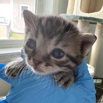 Marco -  Domestic Short Hair Cat for Adoption in Muncie, Indiana - Marco | PetCurious