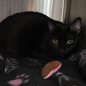 Luna Lovegood -  Domestic Short Hair Cat for Adoption in Matteson, Illinois - Luna Lovegood | PetCurious