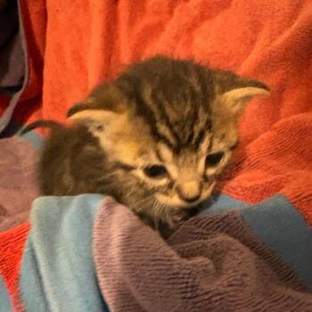Darwin -  Domestic Short Hair Cat for Adoption in Crookston, Minnesota - Darwin | PetCurious