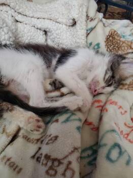 Chance - Courtesy Listing -  Domestic Short Hair Cat for Adoption in Dawson, Georgia - Chance - Courtesy Listing | PetCurious