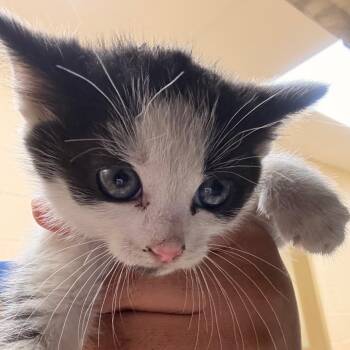 Domestic Short Hair Cats Available for Adoption in Winston-salem, North Carolina - Grape | PetCurious