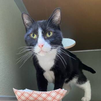 Rescue Domestic Short Hair Cats for Adoption in Riverwoods, Illinois - Reaper | PetCurious