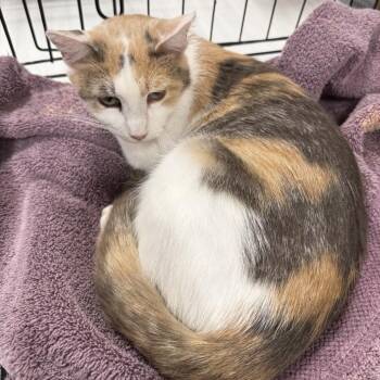 Komet -  Domestic Short Hair Cat for Adoption in Rochester, Minnesota - Komet | PetCurious
