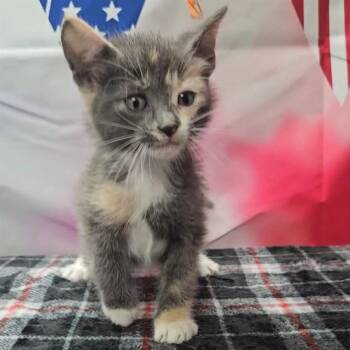 POPPY -  Domestic Short Hair Cat for Adoption in Wylie, Texas - POPPY | PetCurious