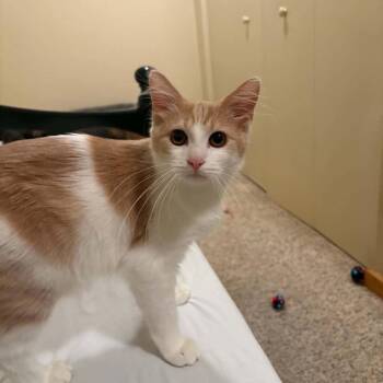 Jax -  Domestic Short Hair Cat for Adoption in Huntington, West Virginia - Jax | PetCurious