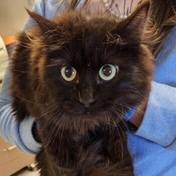 Domestic Short Hair Cats Available for Adoption in Port Townsend, Washington - Vixen | PetCurious