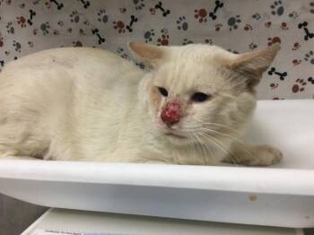 BOB-DAISY -  Domestic Short Hair Cat for Adoption in Riverside, California - BOB-DAISY | PetCurious