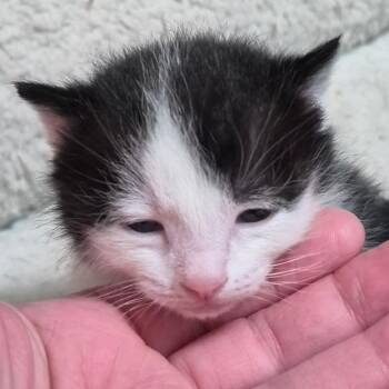 Domestic Short Hair Cats Available for Adoption in Layton, Utah - Dora | PetCurious