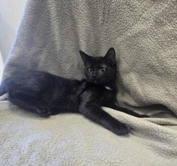 Eggo -  Domestic Short Hair Cat for Adoption in Dickson, Tennessee - Eggo | PetCurious