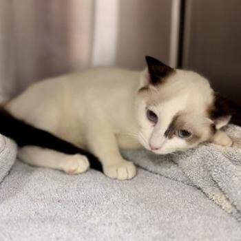 Truffle -  Snowshoe and Siamese Cat for Adoption in New Fairfield, Connecticut - Truffle | PetCurious