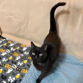 Godiva -  Domestic Short Hair Cat for Adoption in Charlottesville, Virginia - Godiva | PetCurious