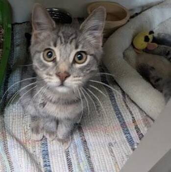 Bella Wiggles -  Domestic Short Hair Cat for Adoption in Blue Earth, Minnesota - Bella Wiggles | PetCurious