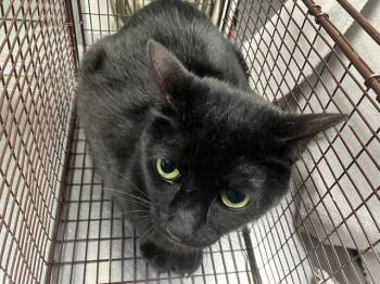 Domestic Short Hair Cats Available for Adoption - LUCA | PetCurious