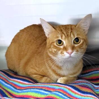 Mr. Pickles -  Domestic Short Hair Cat for Adoption in Michigan City, Indiana - Mr. Pickles | PetCurious
