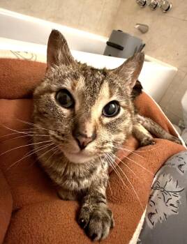 Domestic Short Hair Cats Available for Adoption in Port Chester, New York - MJ  | PetCurious