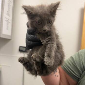 Lips -  Domestic Medium Hair Cat for Adoption in Columbiana, Alabama - Lips | PetCurious
