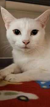 Domestic Short Hair Cats Available for Adoption - Lily | PetCurious