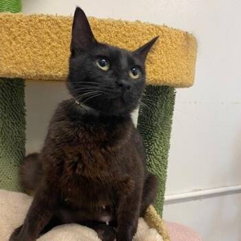 Domestic Short Hair Cats Available for Adoption in Long Beach, California - Rumi | PetCurious
