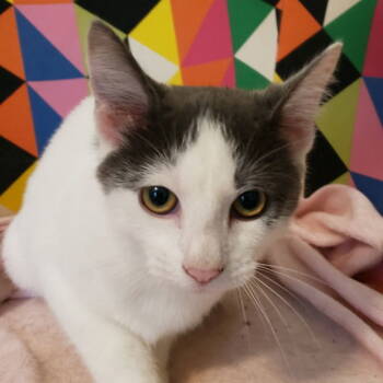 Rescue Domestic Short Hair Cats for Adoption in Fishkill, New York - Button | PetCurious