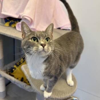 Boonie -  Domestic Short Hair Cat for Adoption in Walnut Creek, California - Boonie | PetCurious