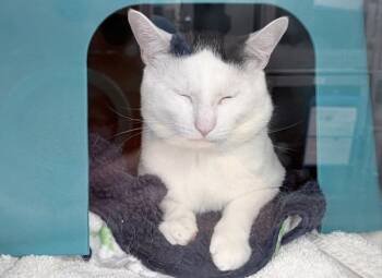 Pouki -  Domestic Short Hair Cat for Adoption - Pouki | PetCurious