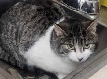 Rescue Domestic Short Hair Cats for Adoption in Oakville, Ontario - Elphaba | PetCurious