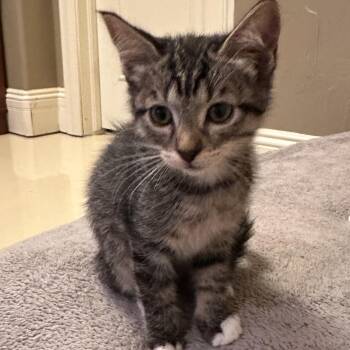 Violet Meding -  Domestic Short Hair Cat for Adoption in Morrison, Colorado - Violet Meding | PetCurious