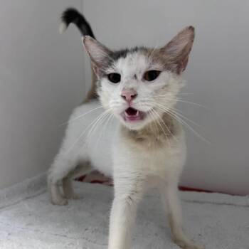 Dolly -  Domestic Short Hair Cat for Adoption in Philadelphia, Pennsylvania - Dolly | PetCurious