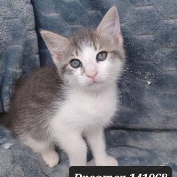 Domestic Short Hair Cats Available for Adoption in New Tazewell, Tennessee - Dreamer | PetCurious