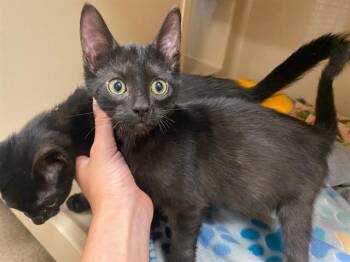 PIXIE -  Domestic Short Hair Cat for Adoption in Fort Wayne, Indiana - PIXIE | PetCurious
