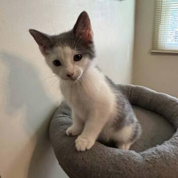 Basil -  Domestic Short Hair Cat for Adoption in Martinsville, Indiana - Basil | PetCurious