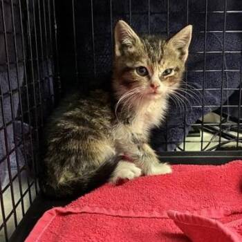 Austria -  Domestic Short Hair Cat for Adoption in Pasadena, California - Austria | PetCurious