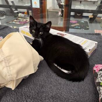 Domestic Medium Hair Cats Available for Adoption - Esther | PetCurious